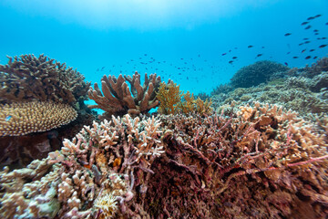 Healthy coral reef landscape with various hard corals