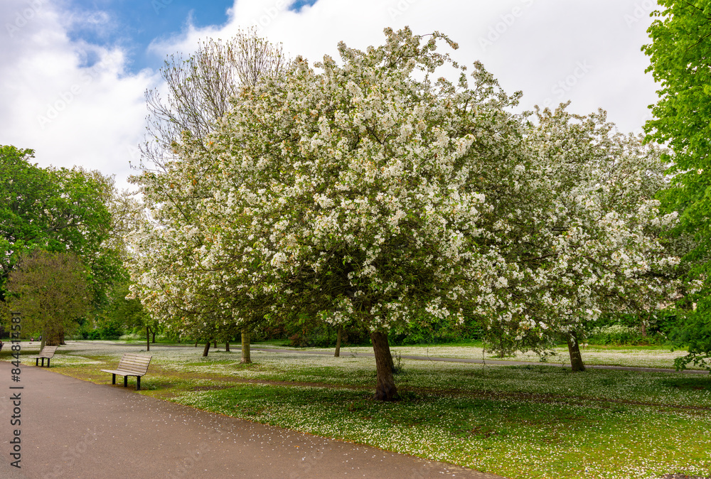 Wall mural Blossoming tree Regent's park in spring, London, UK