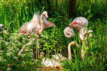 Flock of pink flamingos in London Zoo, UK