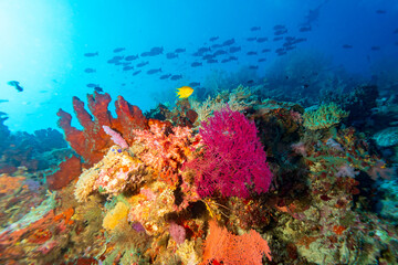 Tropical reef Coral landscape with many colorful schools of fish