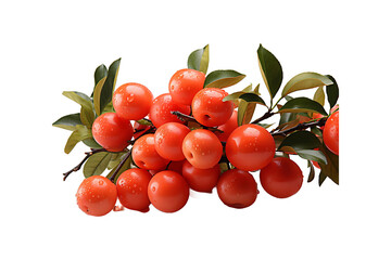 Fruit Plants isolated on transparent background.