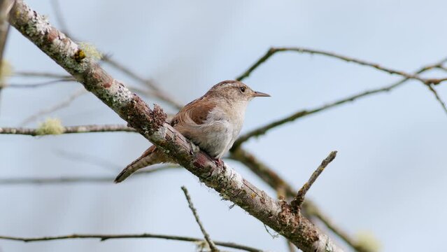 Marsh Wren (Cistothorus palustris) singing its song and rousing its feathers in a swamp in the Pacific Northwest. Captured at 60 frames per second and played back in slow motion with slowed audio.