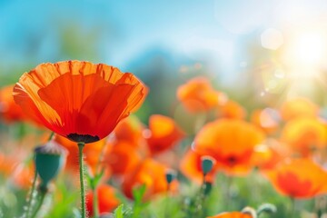 Obraz premium A Field of Vibrant Red Poppies Blooming in the Summer Sun background 