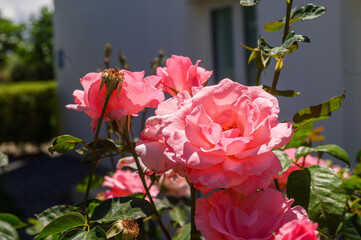 Beautiful blooming garden roses in the garden