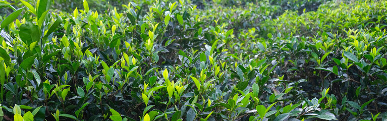 Tea leaves on bush in tea plantation. Close-up Tea with  Mountains on Background