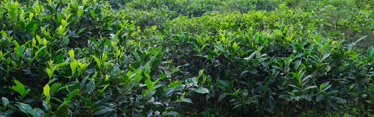 banner. Tea leaves on bush in tea plantation. Close-up Tea with  Mountains on Background