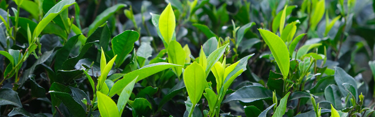 Tea leaves on bush in tea plantation. Close-up Tea with  Mountains on Background