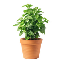 Obraz premium Potted Green Houseplant in Terracotta Pot