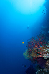 Healthy coral reef landscape with various hard corals