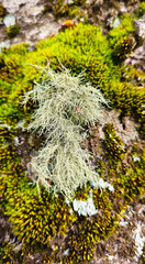 a mossy tree with a green moss on it