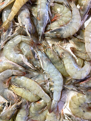Shrimps at fish market