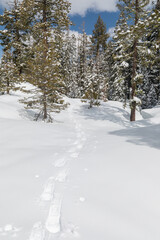 Snowshoe tracks through snow covered redwood forest
