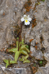 Closeup picture of the white flower of the alpine butterwort, Pinguicula alpina, a carnivorous plant in the bladderwort family, photographed in its natural biotope on a rock wall.