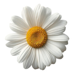 A close-up of a daisy flower with white petals and a yellow center, isolated on a white background