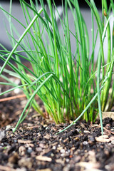 Close up of homegrown young green chive onion growing in the garden