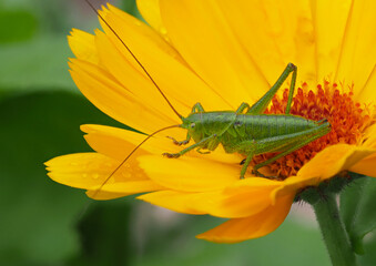Grüne Heuschrecke auf gelber Ringelblumenblüte