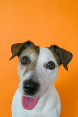 Dog. Jack Russell Terrier. A smiling, purebred dog against an orange background, pets.