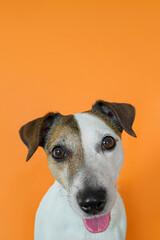 A Jack Russell Terrier. A funny smiling dog on an orange background, a pet.