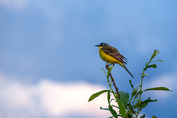 Colorful Bird gracefully perched on a lush green plant set against a vibrant blue sky