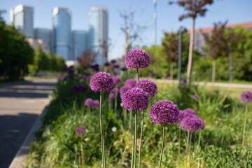 Onion allium in the city park