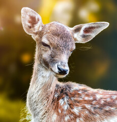 Close up portrait of a young deer fawn with spotted fur and large ears outdoor setting with a soft-focus bokeh background in natural habitat