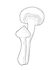 Honey Mushrooms. Edible mushrooms coloring page. Vertical Isolated image on a white background.