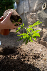 Frau nimmt Cannabis Pflanze aus einem Topf heraus um sie im Garten anzupflanzen