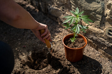 Cannabis Anpflanzen 01.04.2024 Marijuhana