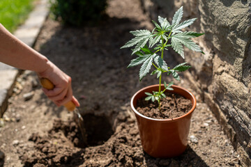 Cannabis Steckling wird eingepflanzt