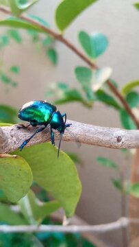 Inseto colorido no jardim do Nackson. Colored insect in the Nackson's garden.