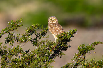 Burrowing Owl