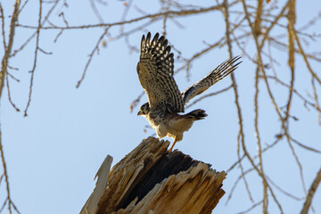 Amercian Kestrel spreading wings