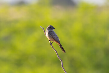 Say's Phoebe