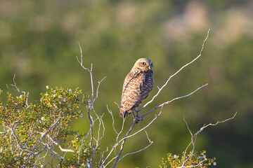 Burrowing Owl
