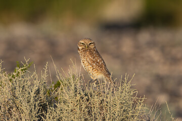 Burrowing Owl