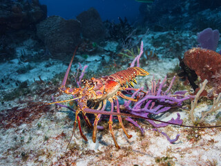 Caribbean spiny lobster (Panulirus argus) on a sandy bottom in Cozumel, Mexico.  Underwater photography and travel.