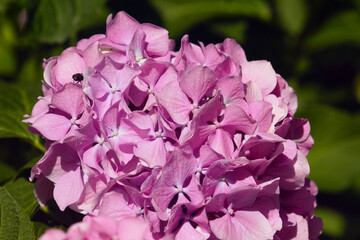 Bright pink inflorescence of a tree hydrangea growing in a garden. Blooming hortensia bush close-up.