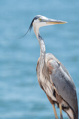 Blue Heron Texas Gulf Coast 