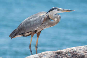 Blue Heron on the Texas Gulf Coast