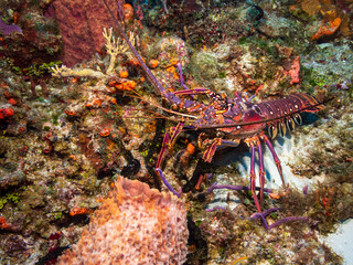 Caribbean spiny lobster (Panulirus argus) on a sandy bottom in Cozumel, Mexico.  Underwater photography and travel.