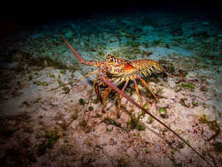 Caribbean spiny lobster (Panulirus argus) on a sandy bottom in Cozumel, Mexico.  Underwater photography and travel.