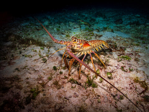 Caribbean spiny lobster (Panulirus argus) on a sandy bottom in Cozumel, Mexico.  Underwater photography and travel.
