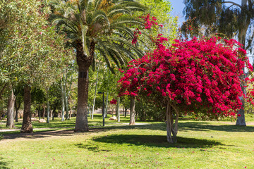 Valencia, Spain - 20 March 2024. Park in the former riverbed of the Turia River. Early spring. Bougainvillea bush blooms among palm trees.