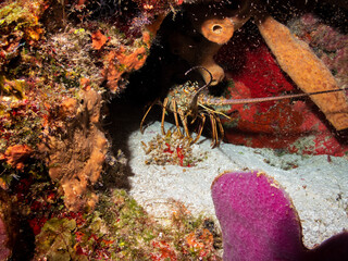 Caribbean spiny lobster (Panulirus argus) on a sandy bottom in Cozumel, Mexico.  Underwater photography and travel.