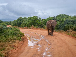 éléphant en balade dans la réserve naturelle d'Addo en Afrique du Sud