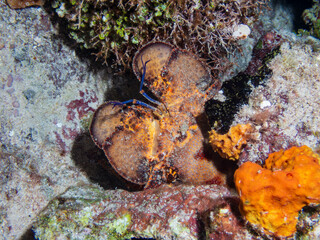 Scyllarides aequinoctialis, commonly known as the Spanish slipper lobster hiding in coral reef near Cozumel, Mexico.  Underwater photography and travel.