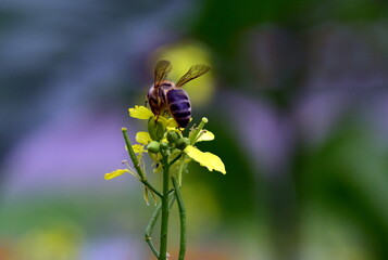 Biene auf einer Rapsblüte