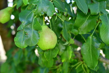 Green Apple