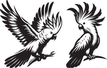 Obraz premium A vector silhouette image set of Cockatoo Birds