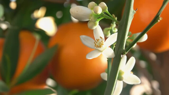 The white orange fragrant flower is blooming on the branch of the green citrus tree . High quality 4k footage